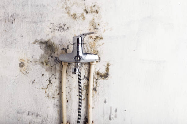 Best Toxic Mold Removal  in Hinckley, IL