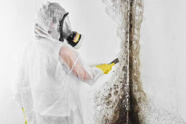 Best Mold Removal Near Me  in Hinckley, IL