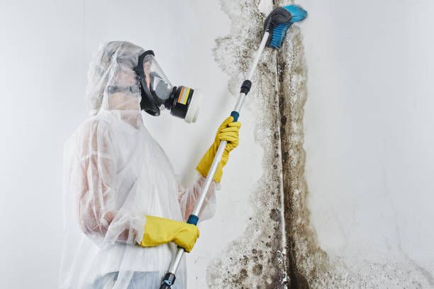 Best Affordable Mold Removal  in Hinckley, IL