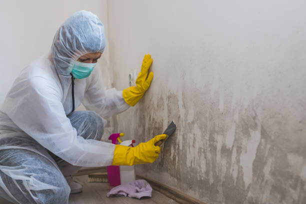 Best Emergency Mold Removal  in Hinckley, IL