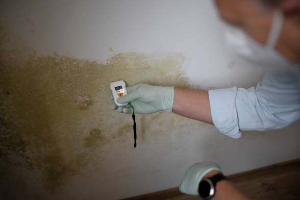 Mold Removal and Inspection in Hinckley, IL