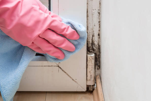 Best Commercial Mold Removal  in Hinckley, IL